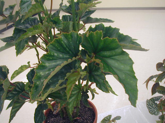 B. ‘Elsie Manahan’